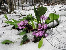 Цикламен косский 001